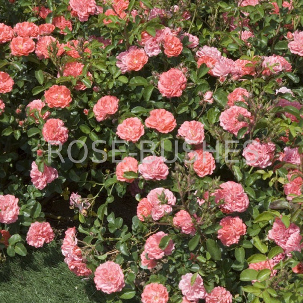 ������ ���� Corail Gelee. (����. ��������)